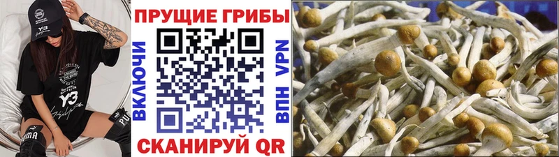 Купить закладки  Приволжский  Галлюциногенные грибы Magic Shrooms 